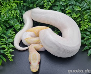 1.0 Albino Pied