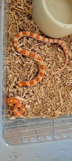 Kornnatter Sunglow 0.1 NZ09 24