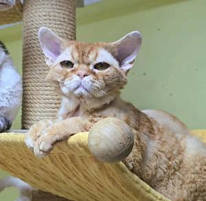 Junge ( Adult) wunderschöne Katzen   auf der Suche nach einem neuen, liebevollen