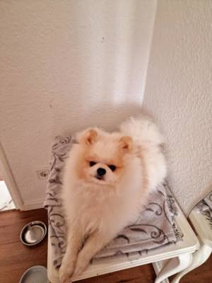 Mini-Pomeranian