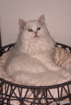 blh kater weiß