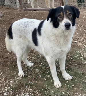 Xalia, geb. ca. 03 2018, lebt in GRIECHENLAND, im städt. Tierheim Serres Bild 10