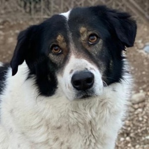 Xalia, geb. ca. 03 2018, lebt in GRIECHENLAND, im städt. Tierheim Serres