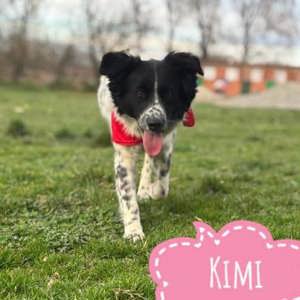 Kimi, süsser Border Collie Mix