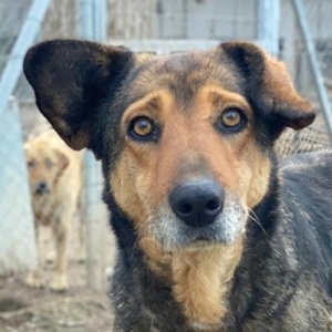 Violetta, geb. ca. 09 2018, lebt in GRIECHENLAND, im städt. Tierheim Serres