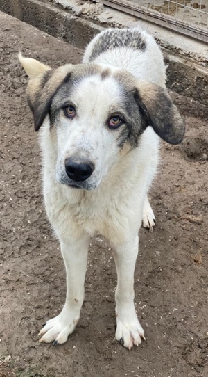 Aron, geb. ca. 02 2024, lebt in GRIECHENLAND, im städt. Tierheim Serres Bild 7