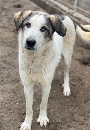 Aron, geb. ca. 02 2024, lebt in GRIECHENLAND, im städt. Tierheim Serres Bild 8