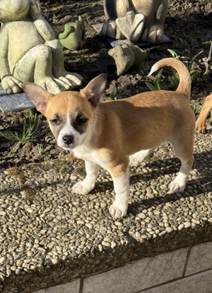 Chihuahua Pinschermix Mädchen 