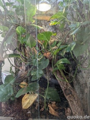 jemen chamelion mit terrarium 