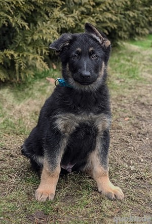 Deutsche Schäferhund Welpen (Leistungslinie)