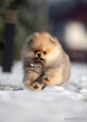 PomeranianZwerg Spitz Boo Bild 5