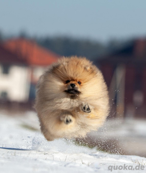 PomeranianZwerg Spitz Boo Bild 4