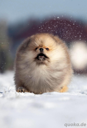 PomeranianZwerg Spitz Boo Bild 3