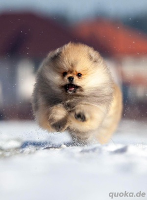 PomeranianZwerg Spitz Boo Bild 2