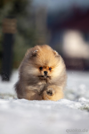 PomeranianZwerg Spitz Boo