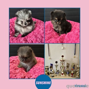 Abgabebereit! Exklusive Pomeranian Welpen in seltenen Farben, darunter auch Merle, mit Ahnentafel.