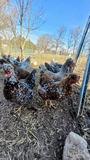 Bruteier Schwedisches Blumenhuhn mit Schopf