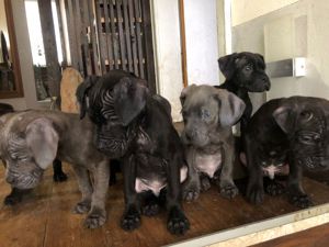 Welpen, Cane Corso Italiano