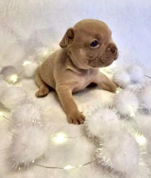 Französische Bulldoggen