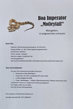 Boa Imperator weiblich