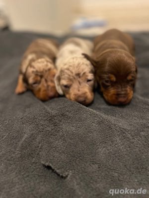 Dachshund-Welpen