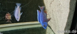 Malawi Buntbarsche Bild 5