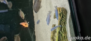 Malawi Buntbarsche Bild 4