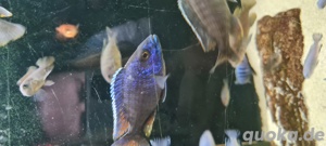 Malawi Buntbarsche Bild 9