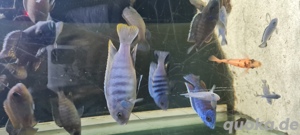 Malawi Buntbarsche Bild 6