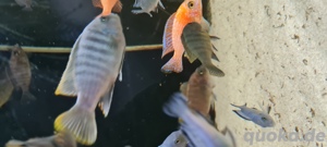 Malawi Buntbarsche Bild 3