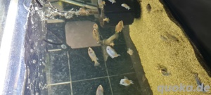 Malawi Buntbarsche Bild 8