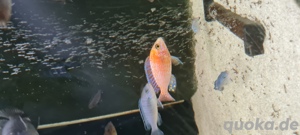 Malawi Buntbarsche Bild 7