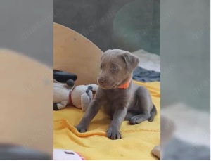 Wunderschöne Labrador Welpen mit Papieren!