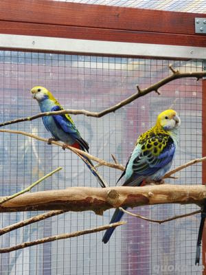 Blasskopfrosella Zuchtpaar aus 2021