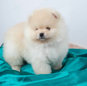 Zuckersüße Pomeranian   zwergspitz Welpen