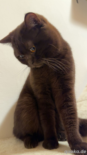 BKH Deckkater chocolate Bild 5