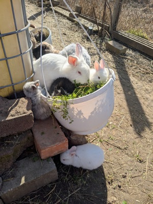 Verkaufe Zwergkaninchen