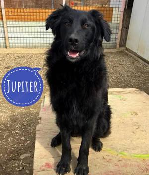 Jupiter, bildhübscher Flat Coated Retriever Mix