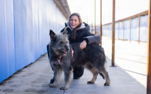 Strubbel-Hündin Rania Bild 8