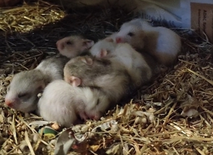 Hamster, Goldhamster, Jungtiere