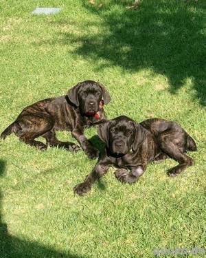mannelijke en vrouwelijke Cane Corso ter adoptie 