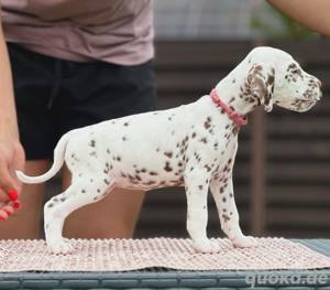 Dalmatian puppies available for adoption WhatsApp. 17668441254