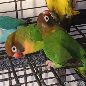 Agaponiden Pärchen 