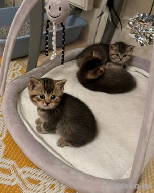Britisch Kurzhaar Kitten zur Adoption