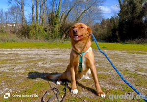 SIMBA    sucht ein neues Zuhause!  Bild 4