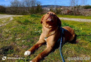 SIMBA    sucht ein neues Zuhause!  Bild 10