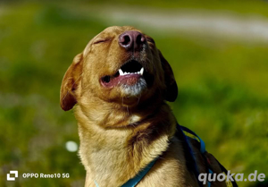 SIMBA    sucht ein neues Zuhause!  Bild 3