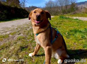 SIMBA    sucht ein neues Zuhause!  Bild 8