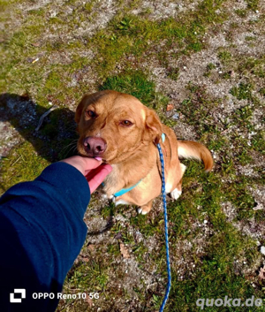 SIMBA    sucht ein neues Zuhause!  Bild 9