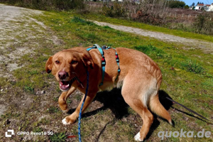 SIMBA    sucht ein neues Zuhause!  Bild 6